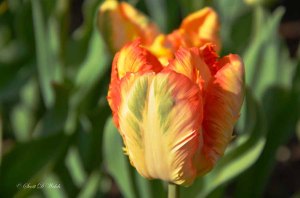 Parrot Tulip Orange Favorite